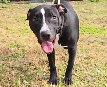 Mixed Breed Dogs Available for Adoption - OAK | PetCurious