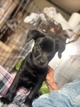 Labrador Retriever and Mixed Breed Dogs Available for Adoption in Ellijay, Georgia - Cola/Presley | PetCurious