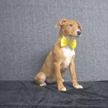 Melanie -  Mixed Breed Dog for Adoption in Medfield, Massachusetts - Melanie | PetCurious