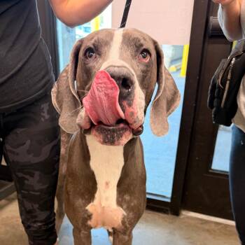 Houdini -  Great Dane Dog for Adoption in Tampa, Florida - Houdini | PetCurious
