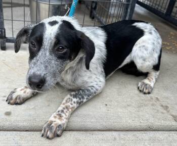 Rescue Border Collie Dogs for Adoption in Colusa, California - Wynona | PetCurious