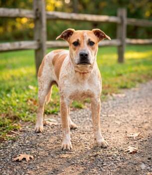 Australian Cattle Dog Blue Heeler Dogs Available for Adoption in Wooster, Ohio - Maybeline  | PetCurious