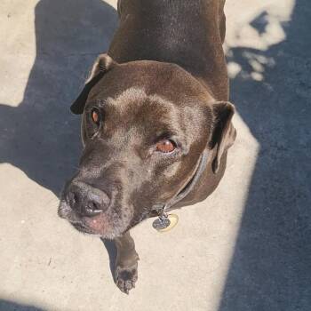 Black Labrador Retriever Dogs Available for Adoption in Ramona, California - Oreo O