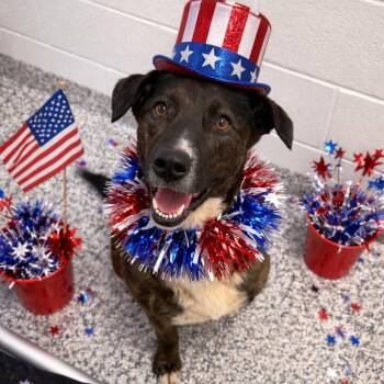 Shepherd Dogs Available for Adoption in Morganton, North Carolina - Eileen (I-Lean) | PetCurious