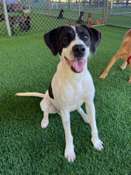 Hart -  Mixed Breed Dog for Adoption in New York, New York - Hart | PetCurious