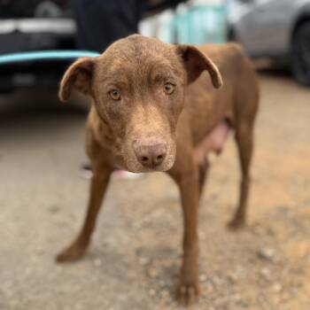 Labrador Retriever Dogs Available for Adoption - Algebra | PetCurious