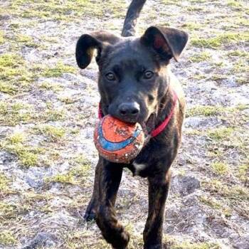 Labrador Retriever and Australian Cattle Dog Blue Heeler Dogs Available for Adoption in Palm Harbor, Florida - Pee Wee | PetCurious