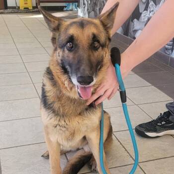 Mixed Breed Dogs Available for Adoption in Columbus, Georgia - Baylene 9483 | PetCurious