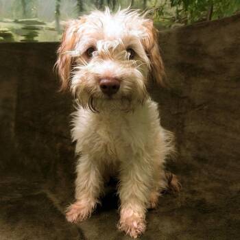 Meatball -  Schnauzer and Australian Cattle Dog Blue Heeler Dog for Adoption in Logan, Utah - Meatball | PetCurious