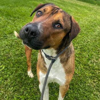 Mixed Breed Dogs Available for Adoption in Bentonville, Arkansas - Kevin | PetCurious