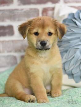 Rescue Shepherd and Terrier Dogs for Adoption in Conroe, Texas - Fiona (The Magnificent Seven) | PetCurious
