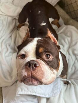 Mondo so il -  Pit Bull Terrier Dog for Adoption in Shiloh, Illinois - Mondo So Il | PetCurious