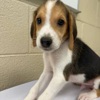 Copper -  Beagle and Mixed Breed Dog for Adoption in Troy, Virginia - Copper | PetCurious