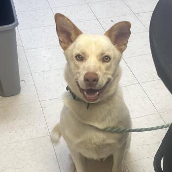 Mixed Breed Dogs Available for Adoption - Bailey | PetCurious