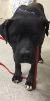 Mastiff and Mixed Breed Dogs Available for Adoption in Riverside, California - CHARLES | PetCurious