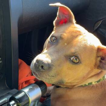 Chevy -  Pit Bull Terrier and Dachshund Dog Available for Adoption in Charlottesville, Virginia - Chevy | PetCurious