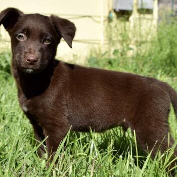 Rio -  Labrador Retriever and Australian Cattle Dog Blue Heeler Dog for Adoption in West Richland, Washington - Rio | PetCurious