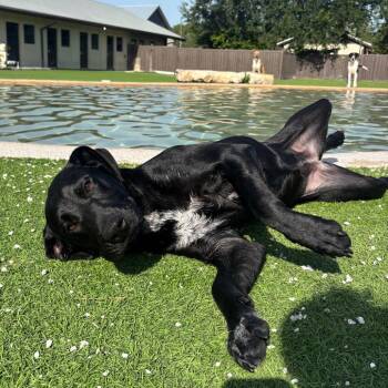 DAPHANE 0358 -  Labrador Retriever Dog for Adoption in Loxahatchee Groves, Florida - DAPHANE 0358 | PetCurious