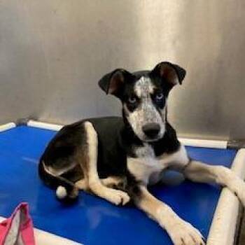 YORK-Stray-16822 -  Husky and Pointer Dog for Adoption in York, Pennsylvania - YORK-Stray-16822 | PetCurious