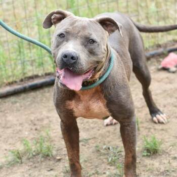 Rescue Pit Bull Terrier and Boxer Dogs for Adoption in Willis, Texas - Icey | PetCurious