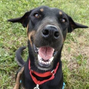Godiva -  Mixed Breed Dog for Adoption in Toronto, Ontario - Godiva | PetCurious