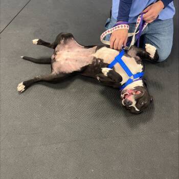 Rescue Mixed Breed Dogs for Adoption in Westhampton, New York - Hershey Kiss | PetCurious