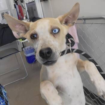 Mixed Breed Dogs Available for Adoption in Las Cruces, New Mexico - Slushie | PetCurious