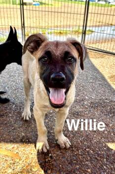 Rescue Shepherd Dogs for Adoption in Senatobia, Mississippi - Willie | PetCurious
