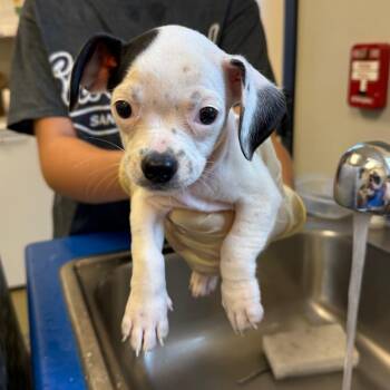 June bug -  Pug and Beagle Dog for Adoption in Morristown, Vermont - June Bug | PetCurious