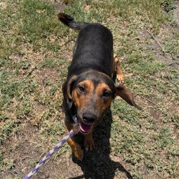 Judith -  Mixed Breed Dog for Adoption in Tampa, Florida - Judith | PetCurious