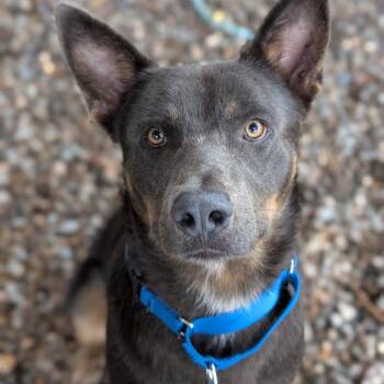 Alu-Card -  Shepherd Dog for Adoption in Taos, New Mexico - Alu-Card | PetCurious