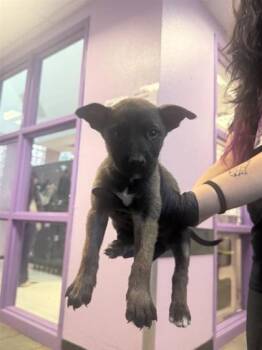 Rescue Belgian Shepherd Sheepdog and Mixed Breed Dogs for Adoption in El Paso, Texas - 59820543 | PetCurious