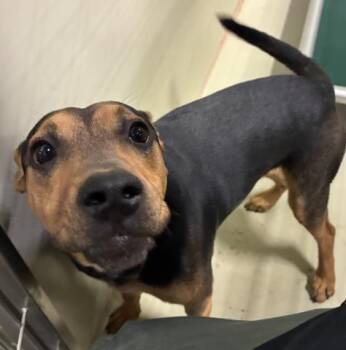 Taba - URGENT -  Black And Tan Coonhound and Labrador Retriever Dog for Adoption in Thousand Oaks, California - Taba - URGENT | PetCurious