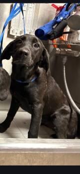 Mixed Breed Dogs Available for Adoption in Morgantown, Kentucky - Storm | PetCurious