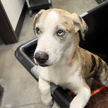Catahoula Leopard Dog and Husky Dogs Available for Adoption in Tampa, Florida - Frito | PetCurious