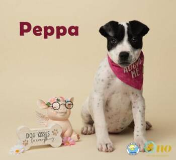 Peppa -  American Staffordshire Terrier and Mixed Breed Dog Available for Adoption in Fairhope, Alabama - Peppa | PetCurious