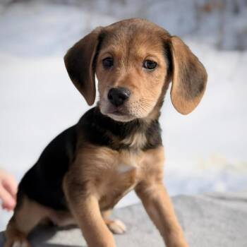 Hound Dogs Available for Adoption - CT Lacey Avail Feb 21 (Tractor Supply- Putnam, CT) | PetCurious
