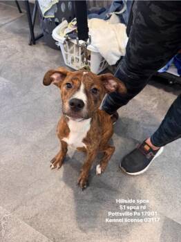 Whipper Snapper -  Pit Bull Terrier Dog for Adoption in Pottsville, Pennsylvania - Whipper Snapper | PetCurious