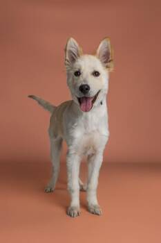 Teddy -  Great Pyrenees Dog for Adoption in Wolcott, Connecticut - Teddy | PetCurious