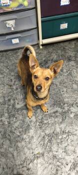 Rescue Chihuahua and Mixed Breed Dogs for Adoption in Moses Lake, Washington - Turkey | PetCurious