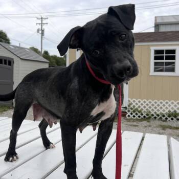 Darla/ Mom -  Black Labrador Retriever and Mixed Breed Dog for Adoption in St. Peters, Missouri - Darla/ Mom | PetCurious