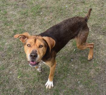LADY -  Hound and Catahoula Leopard Dog Dog for Adoption in Edisto Island, South Carolina - LADY | PetCurious