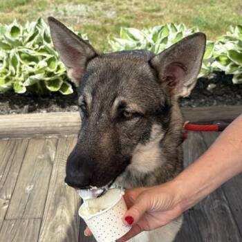 Nimbus -  German Shepherd Dog Dog for Adoption in Montague, Massachusetts - Nimbus | PetCurious