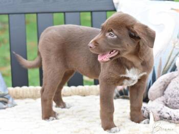 Labrador Retriever Dogs Available for Adoption in Brewster, New York - Brownie (Conroe Puppies) | PetCurious