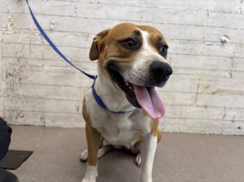 VICKY -  Pit Bull Terrier and Mixed Breed Dog for Adoption in San Bernardino, California - VICKY | PetCurious