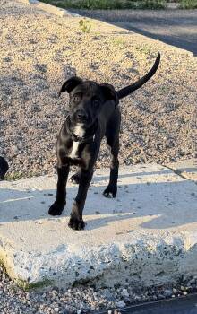 Labrador Retriever Dogs Available for Adoption in Kutztown, Pennsylvania - Cha Cha | PetCurious