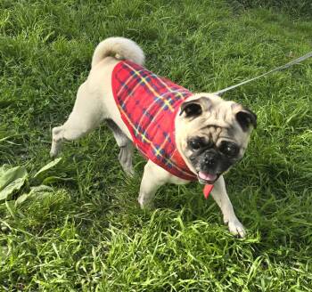 Pug Dogs Available for Adoption in Fallbrook, California - Tonny | PetCurious