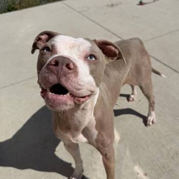 Rose -  Pit Bull Terrier Dog for Adoption in Spencer, Iowa - Rose | PetCurious
