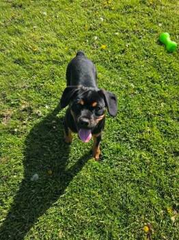 Rottweiler and Pug Dogs Available for Adoption in Sprakers, New York - Granite | PetCurious