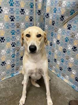 Labrador Retriever and Mixed Breed Dogs Available for Adoption in Rosenberg, Texas - HENRY | PetCurious